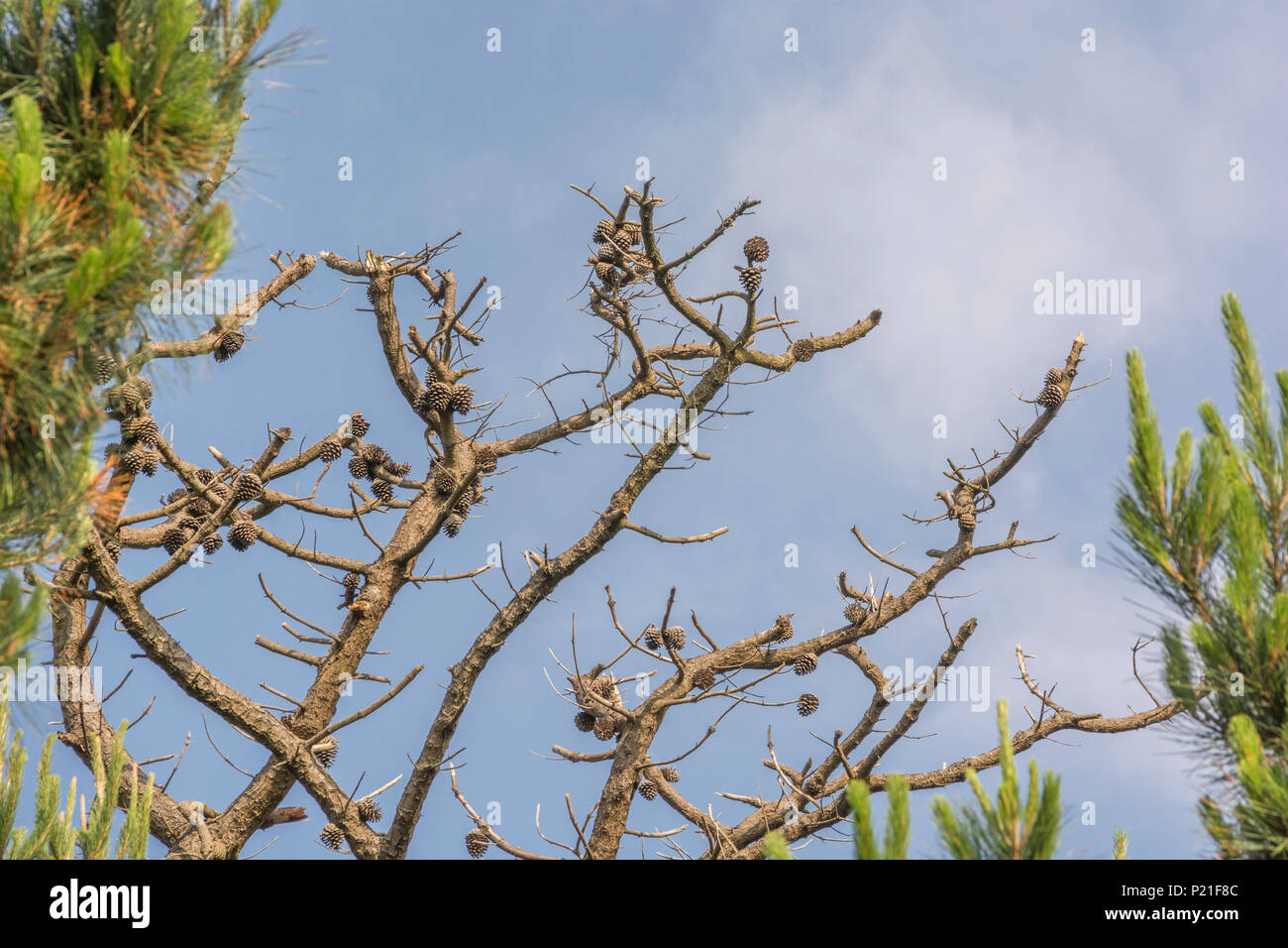 Les branches mortes et des pommes de pin d'un vieux pin de Monterey Pinus radiata / contre blue ciel d'été. En Californie, où il est originaire, il est en voie de disparition. Banque D'Images