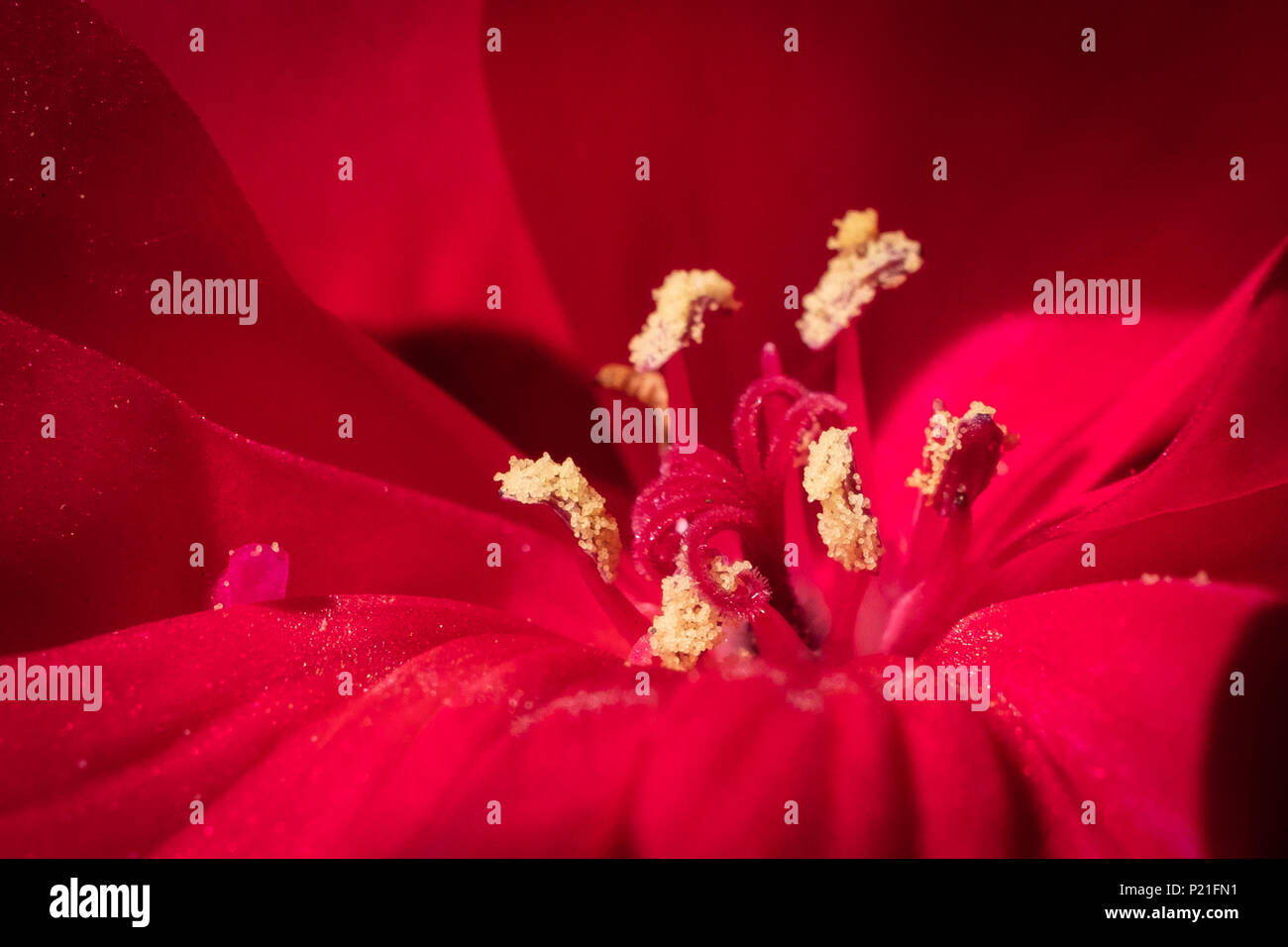 Géraniums dans un pays avec jardin près de macros des étamines et pollen. Banque D'Images
