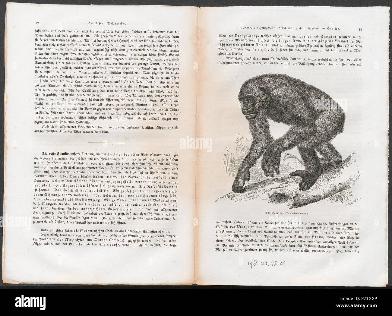 . Troglodytes gorilla . Entre 1700 et 1880 311 Troglodytes gorilla - 1700-1880 - Imprimer - Zoologica 2e moitié - Collections spéciales de l'Université d'Amsterdam - UBA01 IZ19800175 Banque D'Images