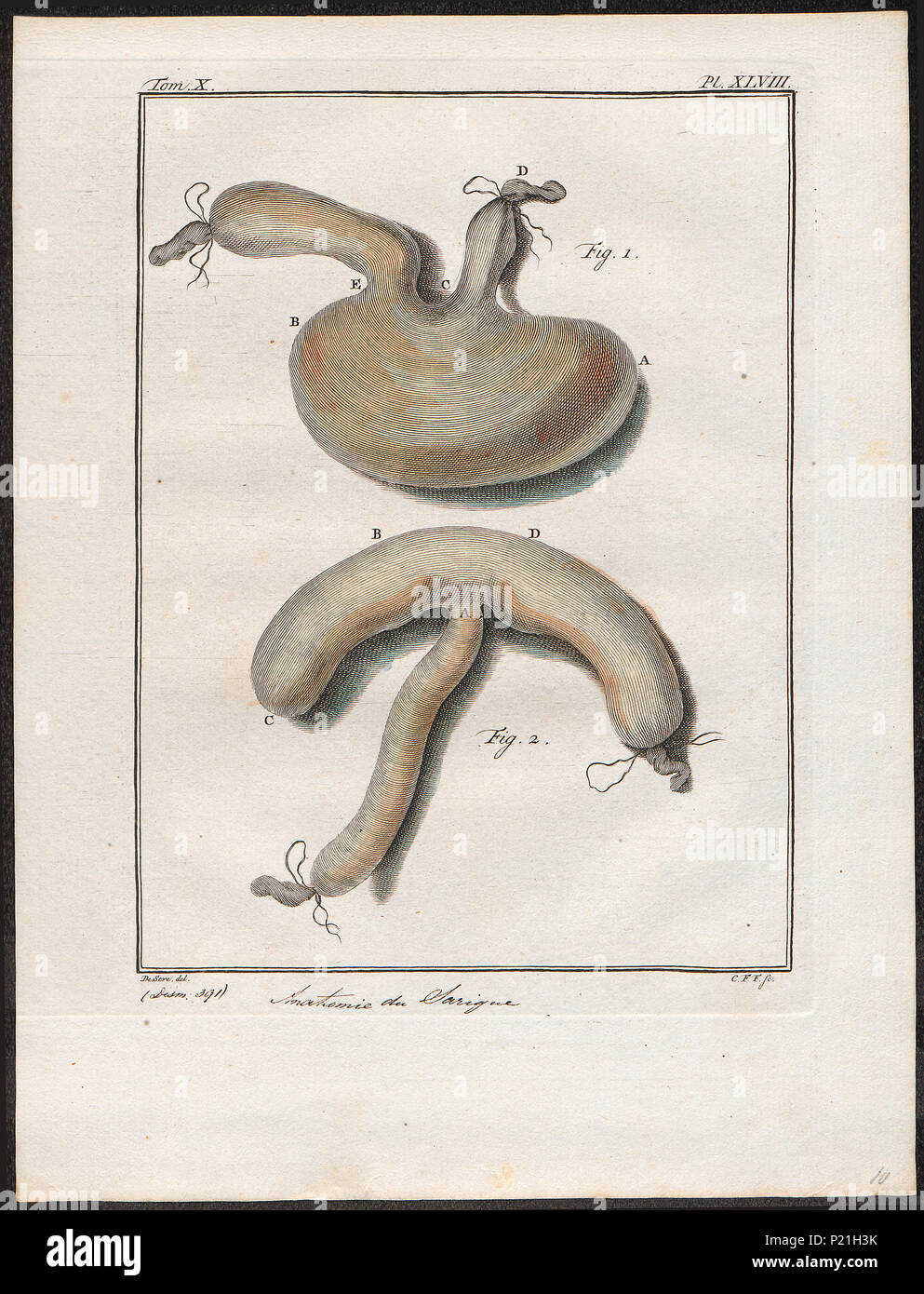 . L'opossum Didelphis - ingewanden . Entre 1700 et 1880 82 l'opossum Didelphis - ingewanden - 1700-1880 - Imprimer - Zoologica 2e moitié - Collections spéciales de l'Université d'Amsterdam - UBA01 IZ20300122 Banque D'Images