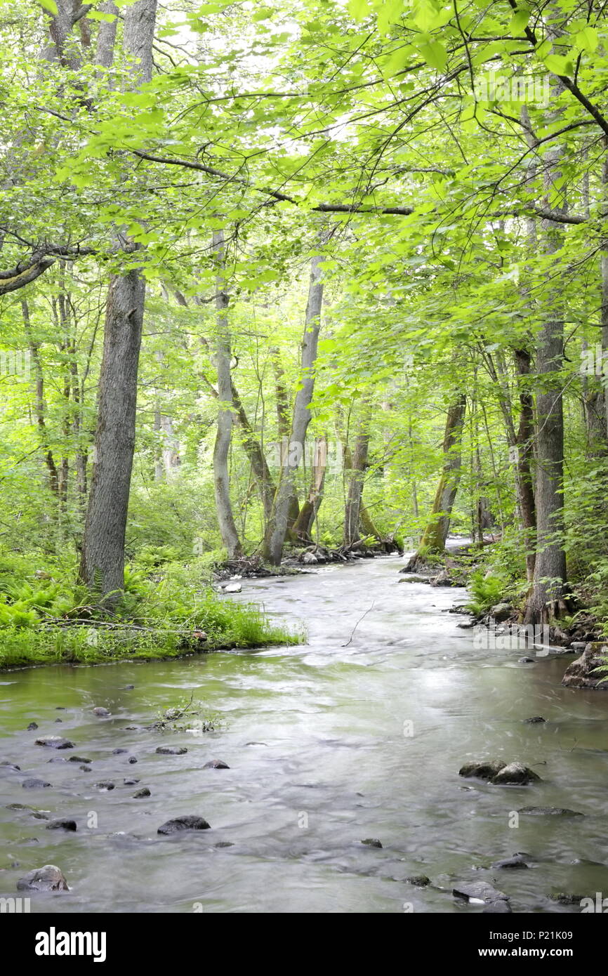 Belle forêt d'arbres et des rapides de flux Banque D'Images