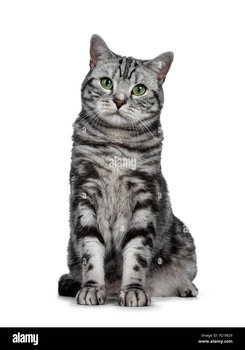 Beau black silver tabby British Shorthair chat assis bien droit isolé sur fond blanc et looking at camera Banque D'Images