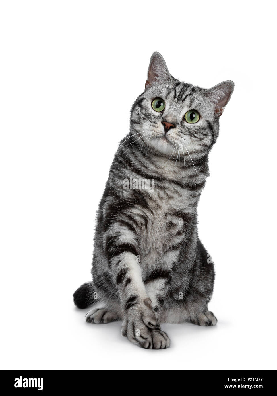 Beau black silver tabby British Shorthair cat sitting / jouer avec une patte levée isolé sur fond blanc et jusqu'à la Banque D'Images