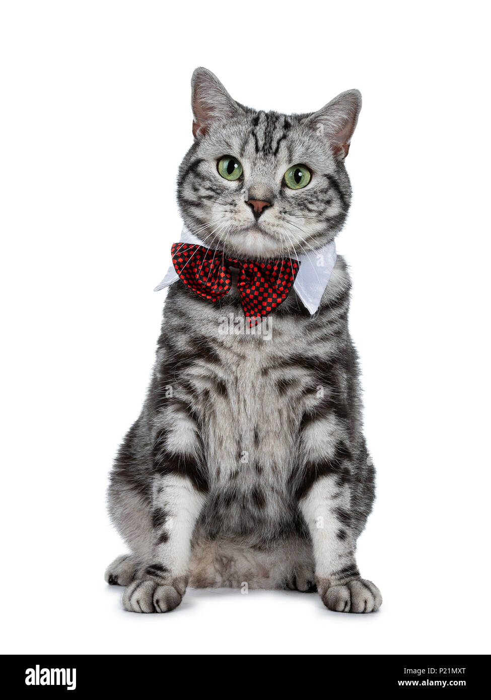 Beau Black Silver Tabby British Shorthair Chat Assis Bien Droit Isole Sur Fond Blanc Et A Porter Un Appareil Photo Au Gala White Photo Stock Alamy