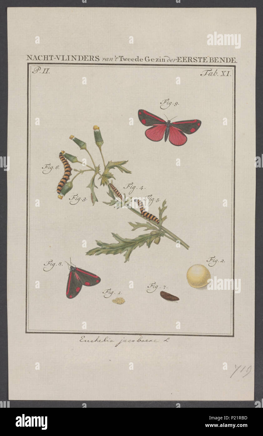 . 120 Euchelia Euchelia - Imprimer - Zoologica 2e moitié - Collections spéciales de l'Université d'Amsterdam - UBAINV0274 003 05 0004 Banque D'Images