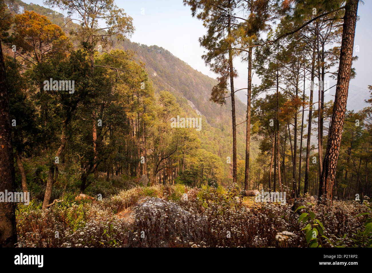 Vallée où Jim Corbett a tourné le Chowgarh maneating tigresse, Kala Agar, Uttarakhand, Inde Banque D'Images