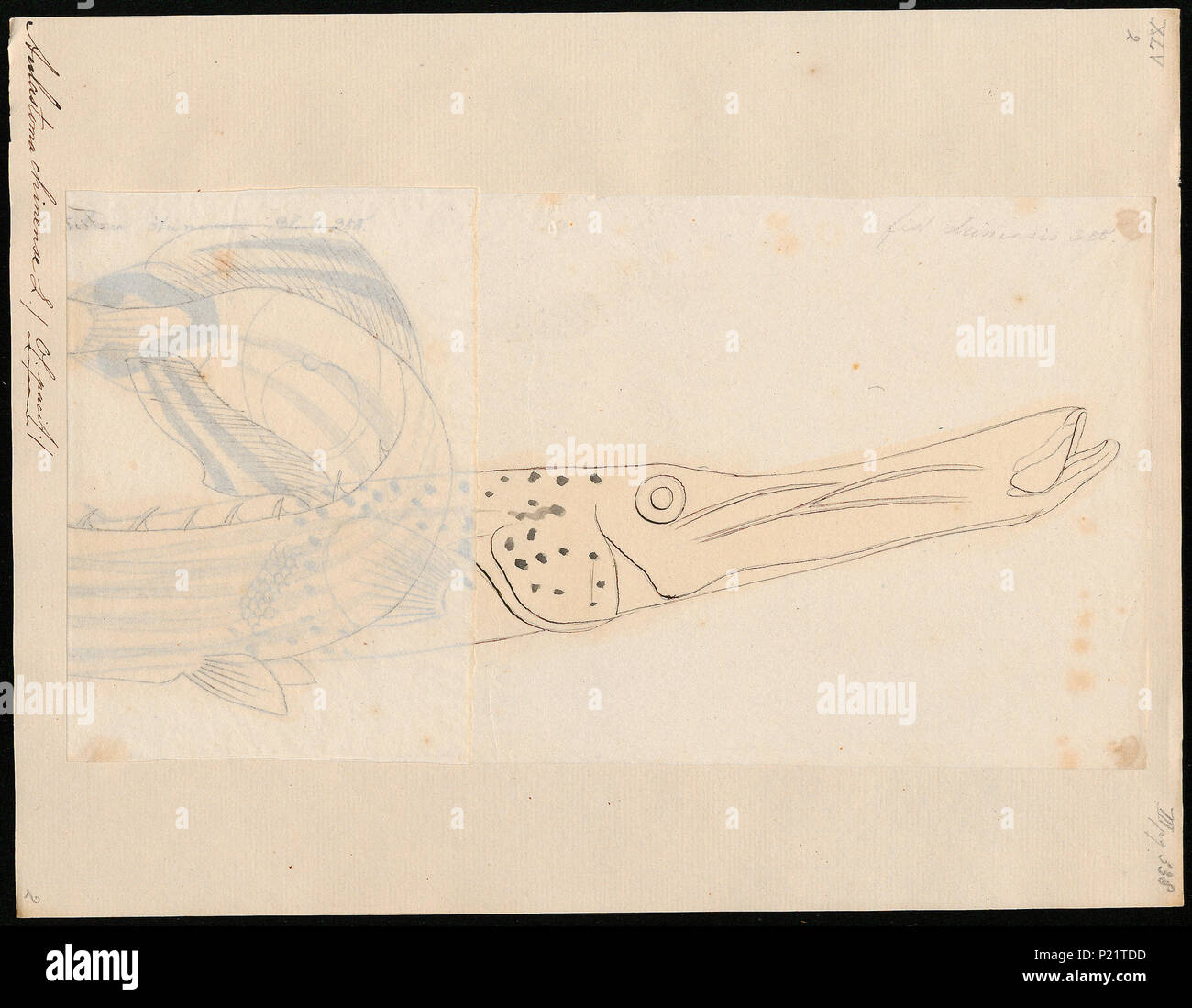 . Aulostoma chinense ( =Aulostomus chinensis) . Entre 1700 et 1880 25 Aulostoma - 1700-1880 chinense - Imprimer - - 2e moitié Zoologica Collections spéciales de l'Université d'Amsterdam - UBA01 IZ13800135 Banque D'Images