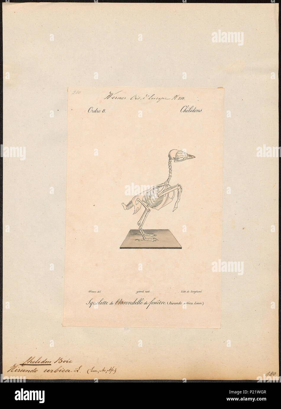 . Chelidon urbica - skelet . Entre 1842 et 1848 59 Chelidon urbica - skelet - 1842-1848 - Imprimer - Zoologica 2e moitié - Collections spéciales de l'Université d'Amsterdam - UBA01 IZ16700191 Banque D'Images