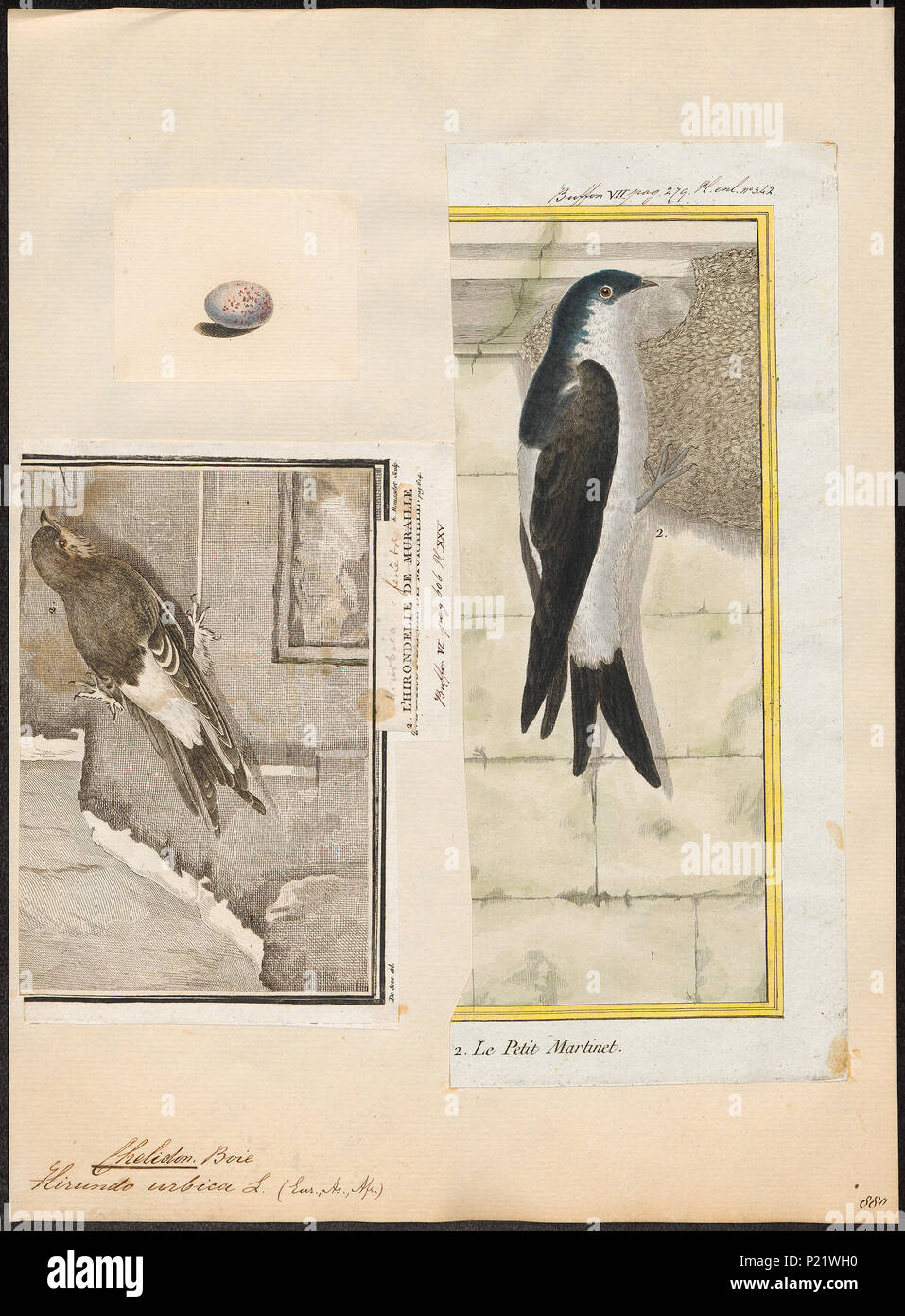 . Chelidon urbica . Entre 1700 et 1880 59 Chelidon urbica - 1700-1880 - Imprimer - Zoologica 2e moitié - Collections spéciales de l'Université d'Amsterdam - UBA01 IZ16700197 Banque D'Images