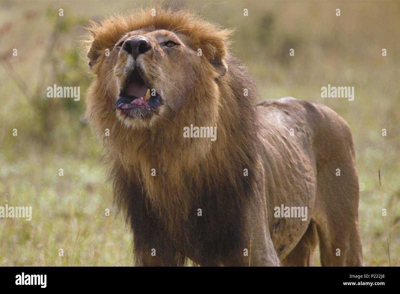 Un homme âgé lion bares ses dents cassées alors qu'il rugit Banque D'Images