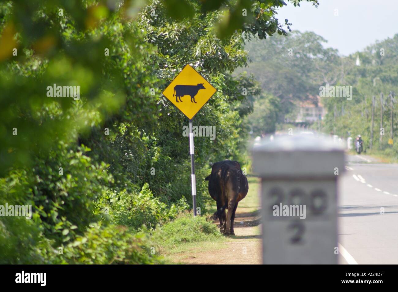 Un waterbuffalo marcher son chemin... Banque D'Images