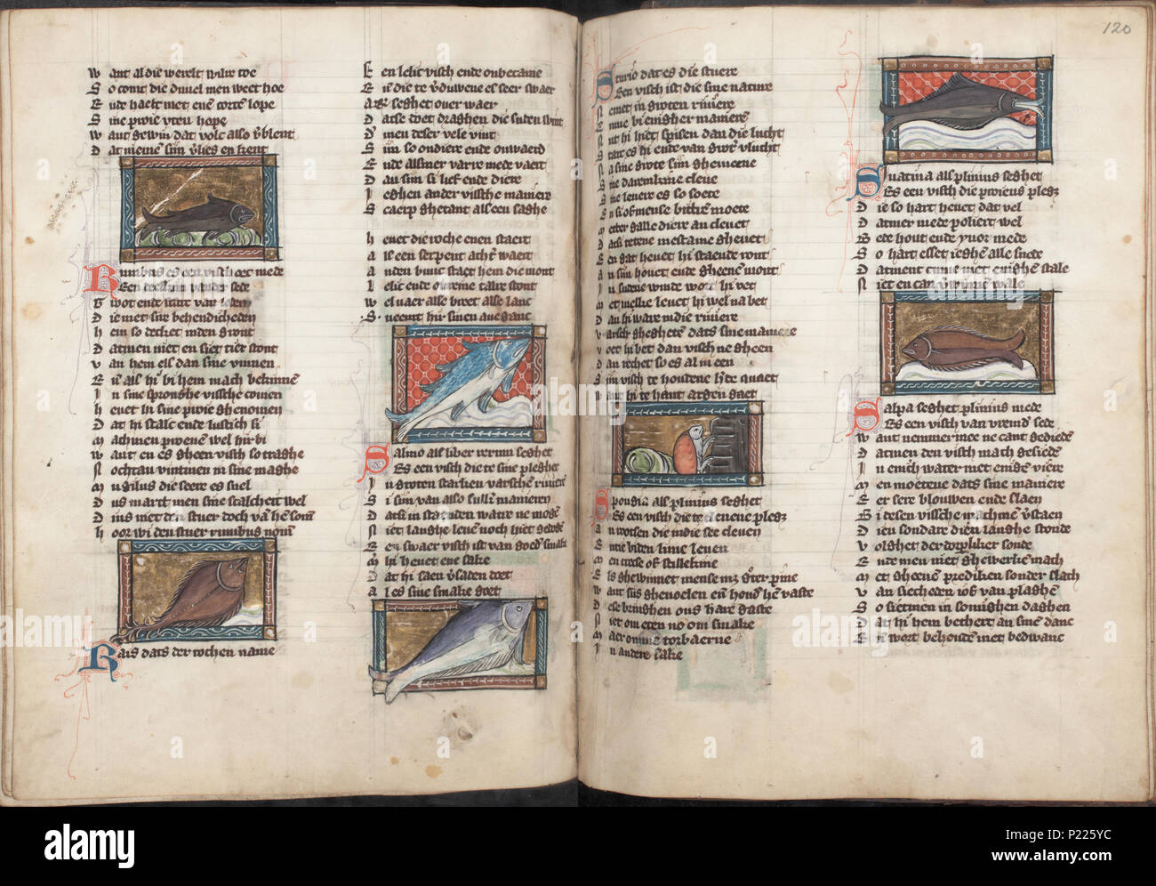 . Der naturen bloeme - Jacob van Maerlant - KO KA 16 - Folios 119v (à gauche) et 120r (droite) . Gauche folio 119v et 120r folio droite de Der naturen bloeme (KO KA 16) de Jacob van Maerlant miniatures sur la gauche folio 119v Rumbus Rais (ray) Salmo (saumon) Sturio (esturgeon) voir ces miniatures sur le site internet de l'KO : Rumbus - Rais (rog) - Salmo (zalm) - Sturio (steur) miniatures sur la droite folio 120r Spongia (éponge) Sinatina- moine (ou poisson-ange) Salpa saupe) (voir ces miniatures sur le site internet de l'KO : Spongia (spons) - Sinatina - Banque D'Images