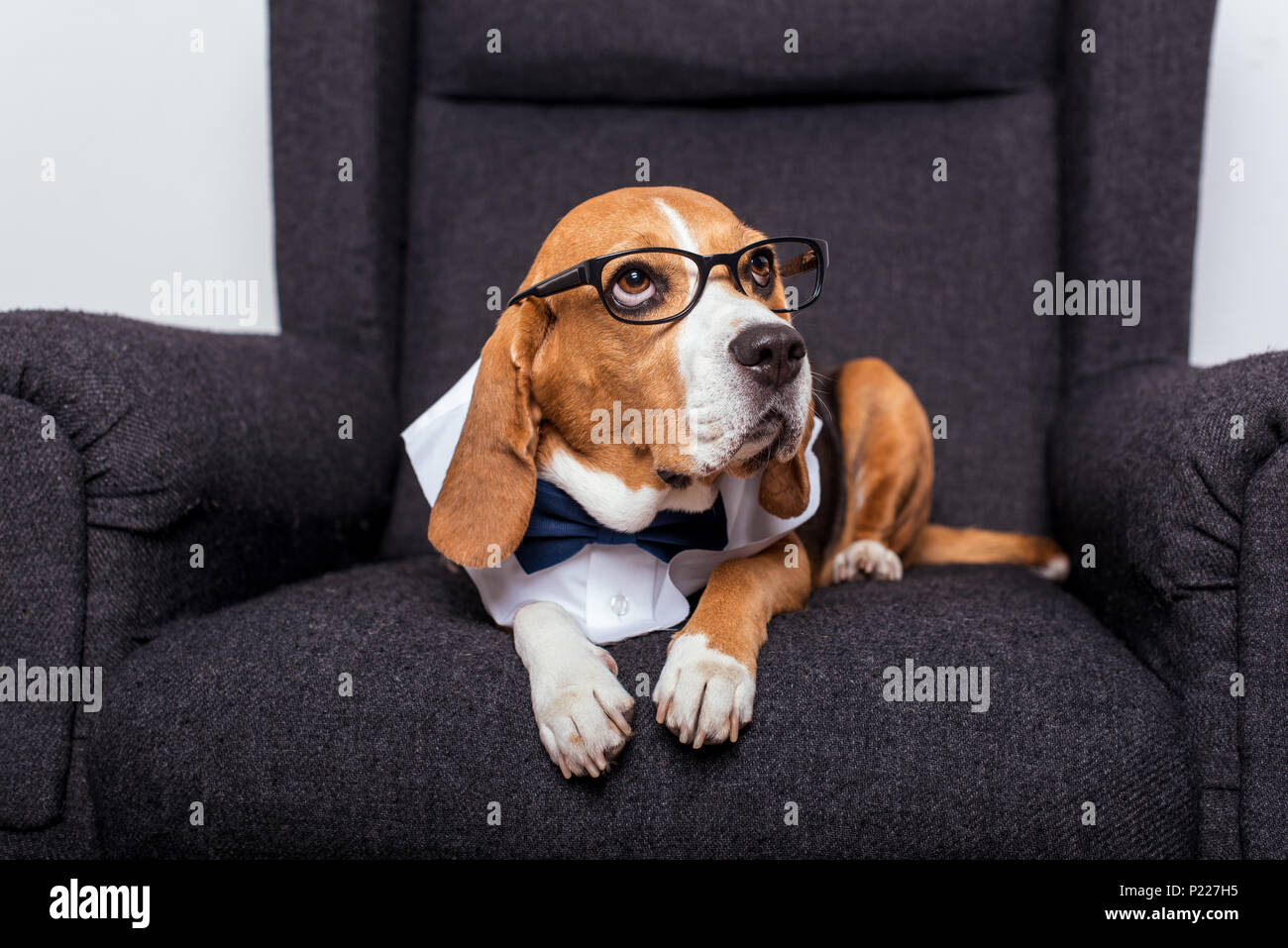 Chien beagle dans les lunettes et noeud papillon allongé sur fauteuil gris  Photo Stock - Alamy