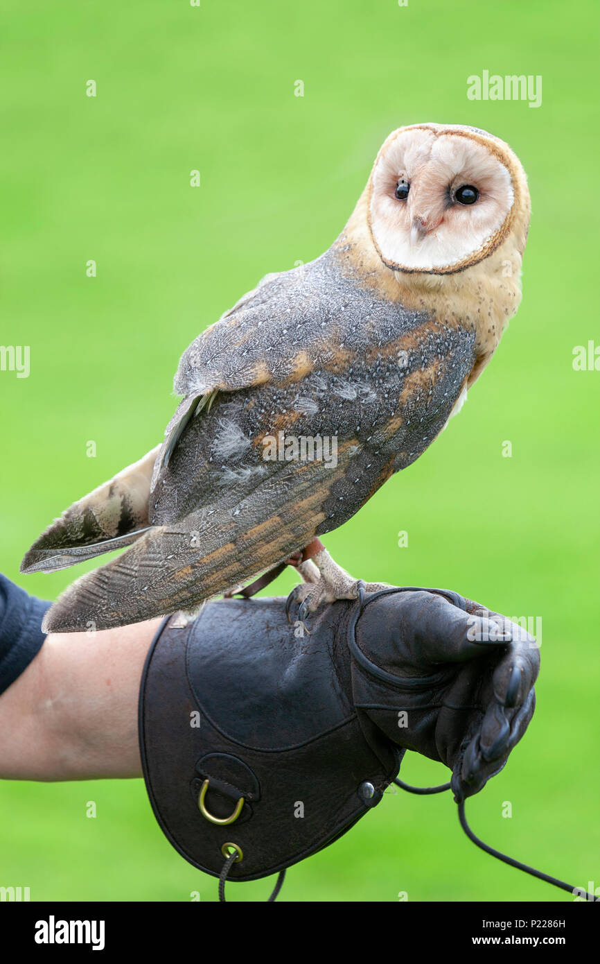 Portrait of a secouru Barn Owl perché sur un gant de fauconnerie en cuir à un oiseau de proie center Banque D'Images