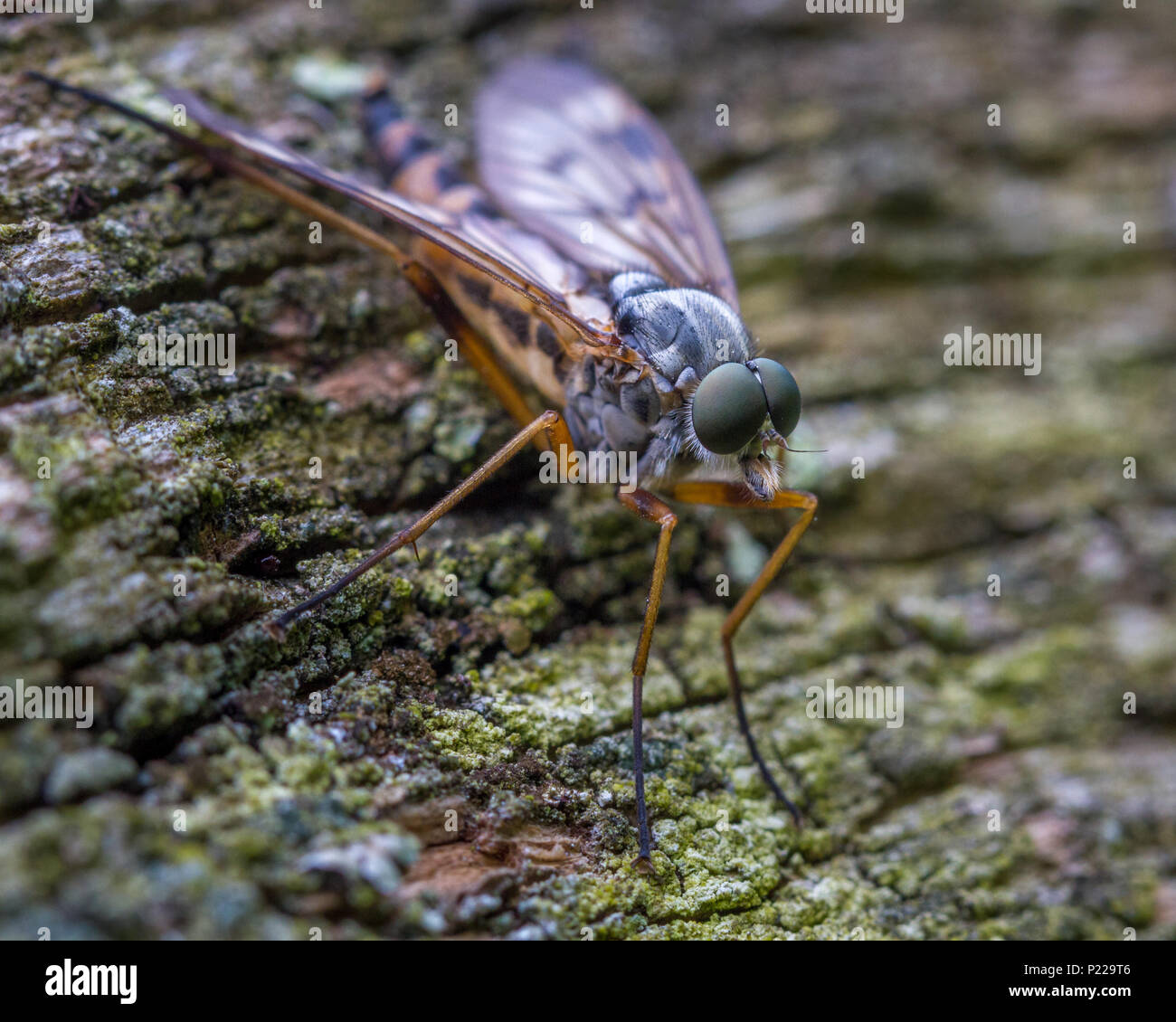 La faune UK : une vue de les yeux composés d'une downlooker snipe fly (nommé en raison de sa position en bas) Banque D'Images