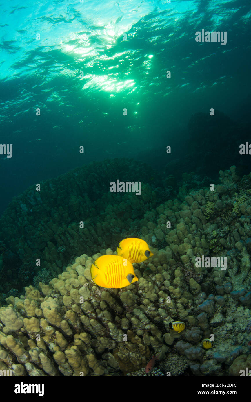 Papillon deux poissons nagent au-delà d'un récif de corail au crépuscule Banque D'Images