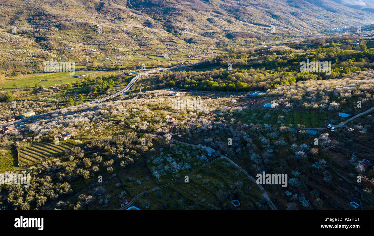 Vue aérienne des champs de cerisiers en fleurs dans la Valle Del Jerte dans la province de Caceres en Estrémadure Espagne Banque D'Images