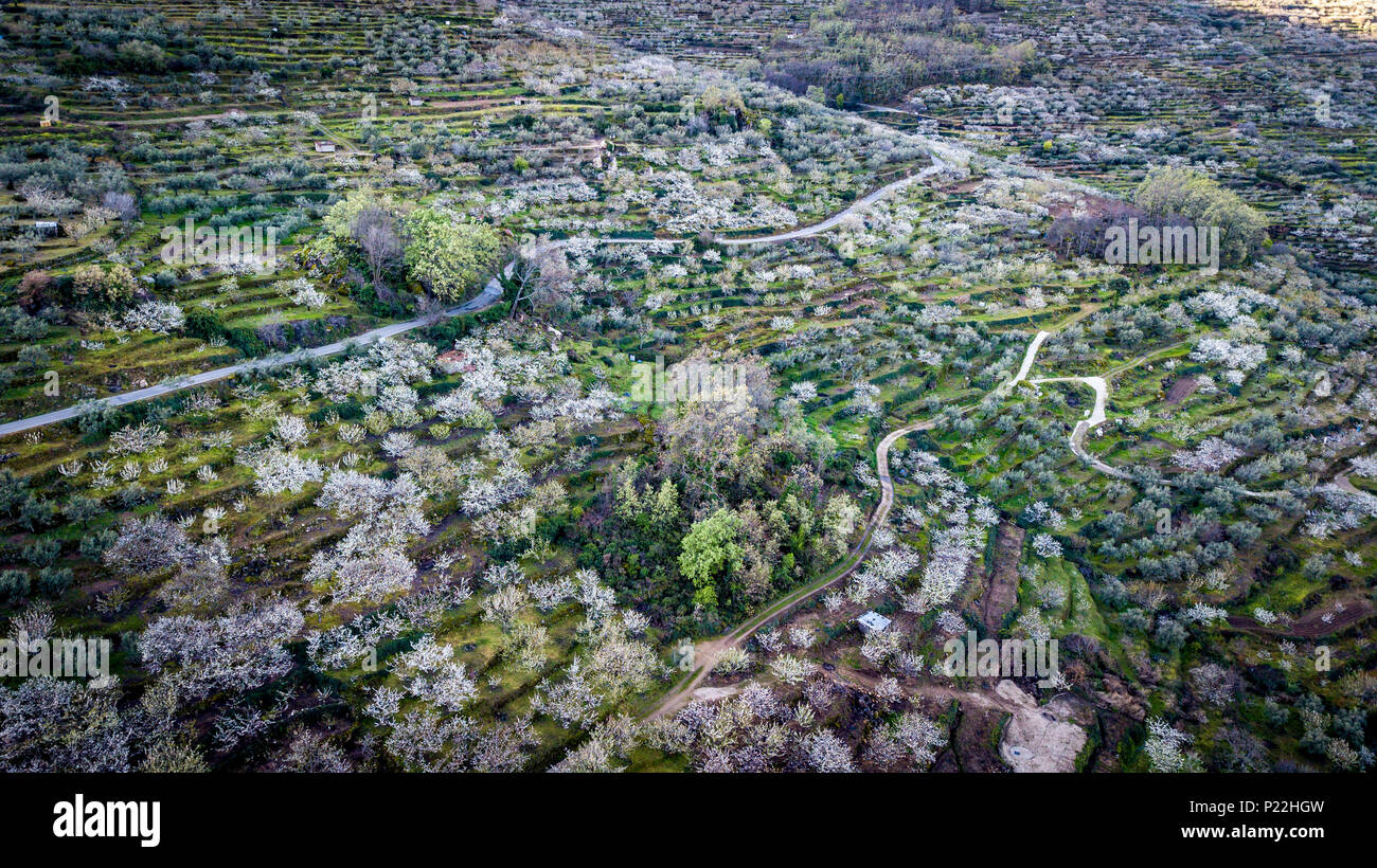 Vue aérienne des champs de cerisiers en fleurs dans la Valle Del Jerte dans la province de Caceres en Estrémadure Espagne Banque D'Images