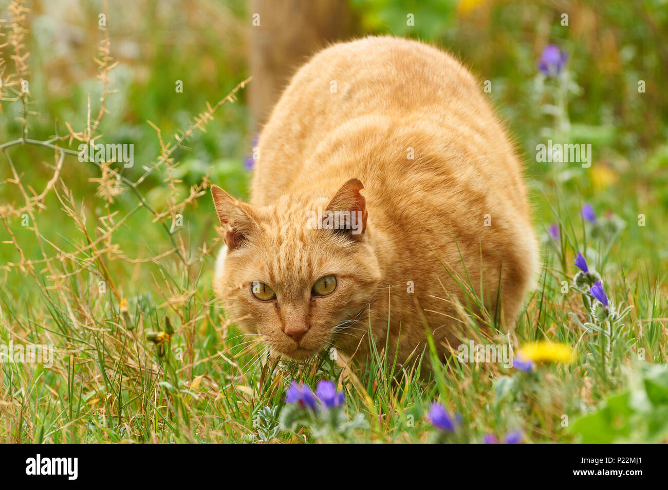 Chat domestique au gingembre (Felis silvestris catus) en posture de chasse dans un champ d'herbe verte avec des fleurs (Formentera, Iles Baléares, Espagne) Banque D'Images Chat domestique au gingembre (Felis silvestris catus) en posture de chasse dans un champ d'herbe verte avec des fleurs (Formentera, Iles Baléares, Espagne) Banque D'Images