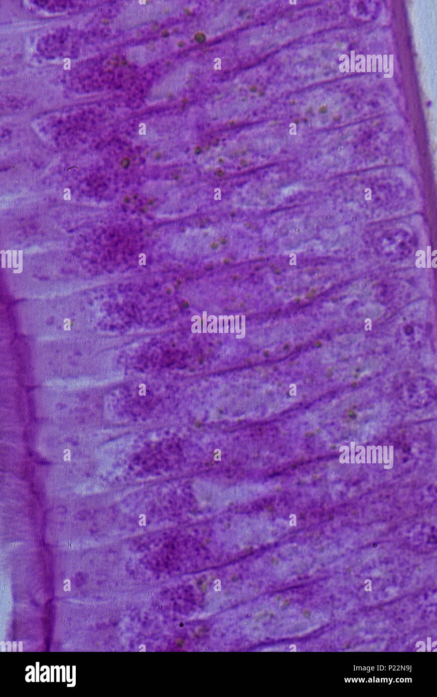 Les cellules épithéliales de l'intestin d'Ascaris. 230x Banque D'Images