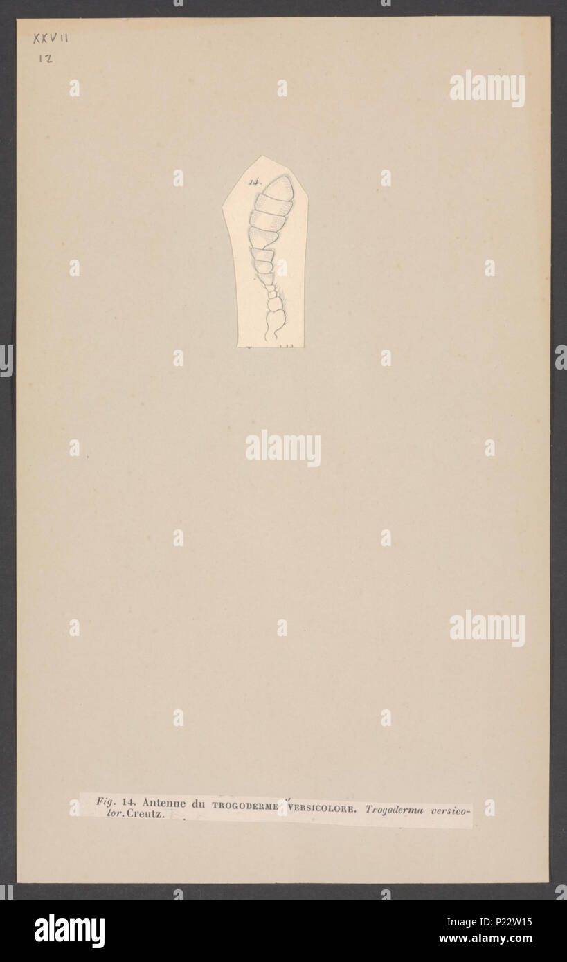 . 311 Trogoderma Trogoderma - Imprimer - Zoologica 2e moitié - Collections spéciales de l'Université d'Amsterdam - UBAINV0274 001 03 0049 Banque D'Images