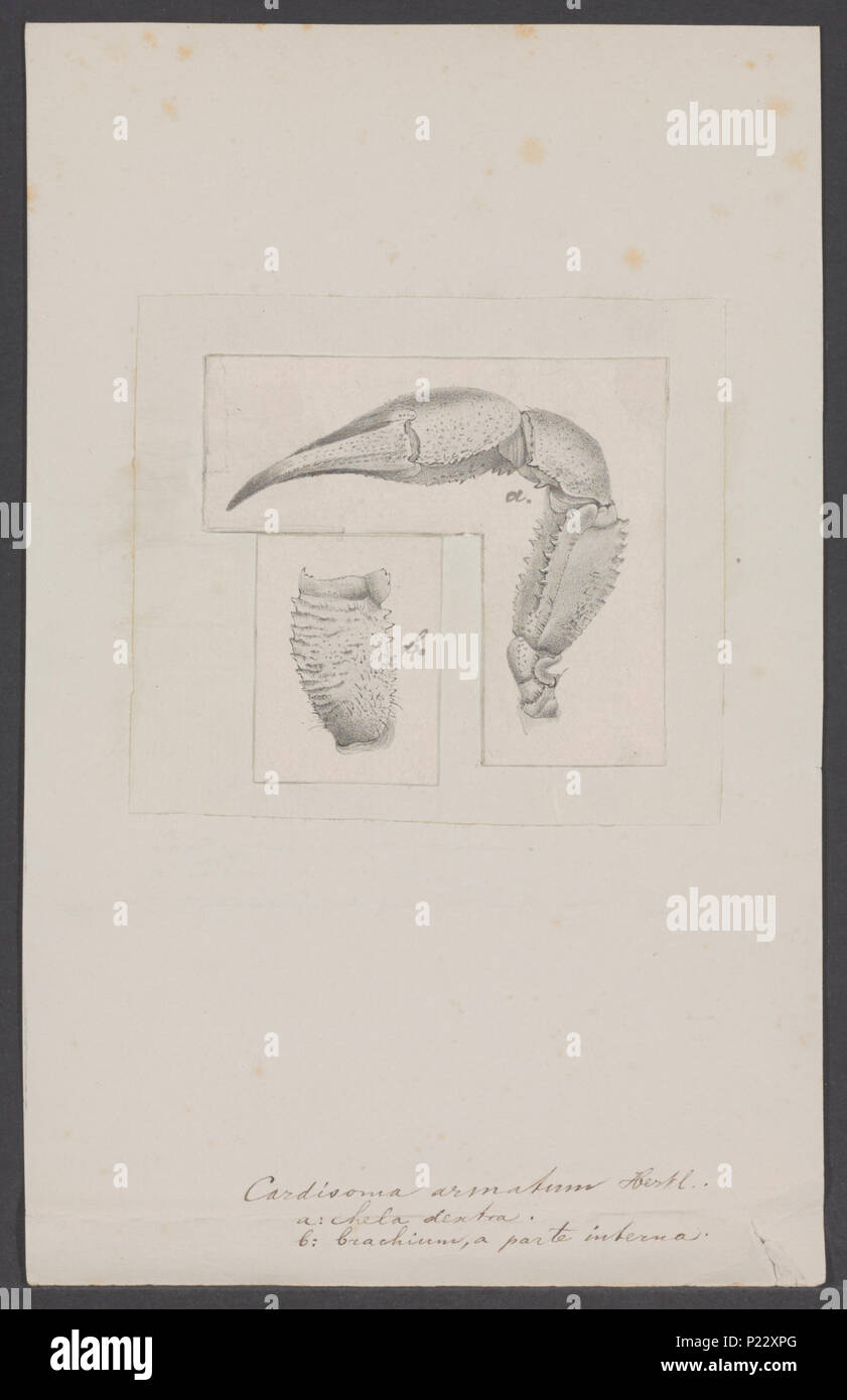 . Cardisoma armatum 51 Cardisoma armatum - - - - Imprimer 2e moitié Zoologica Collections spéciales de l'Université d'Amsterdam - UBAINV0274 006 01 0022 Banque D'Images