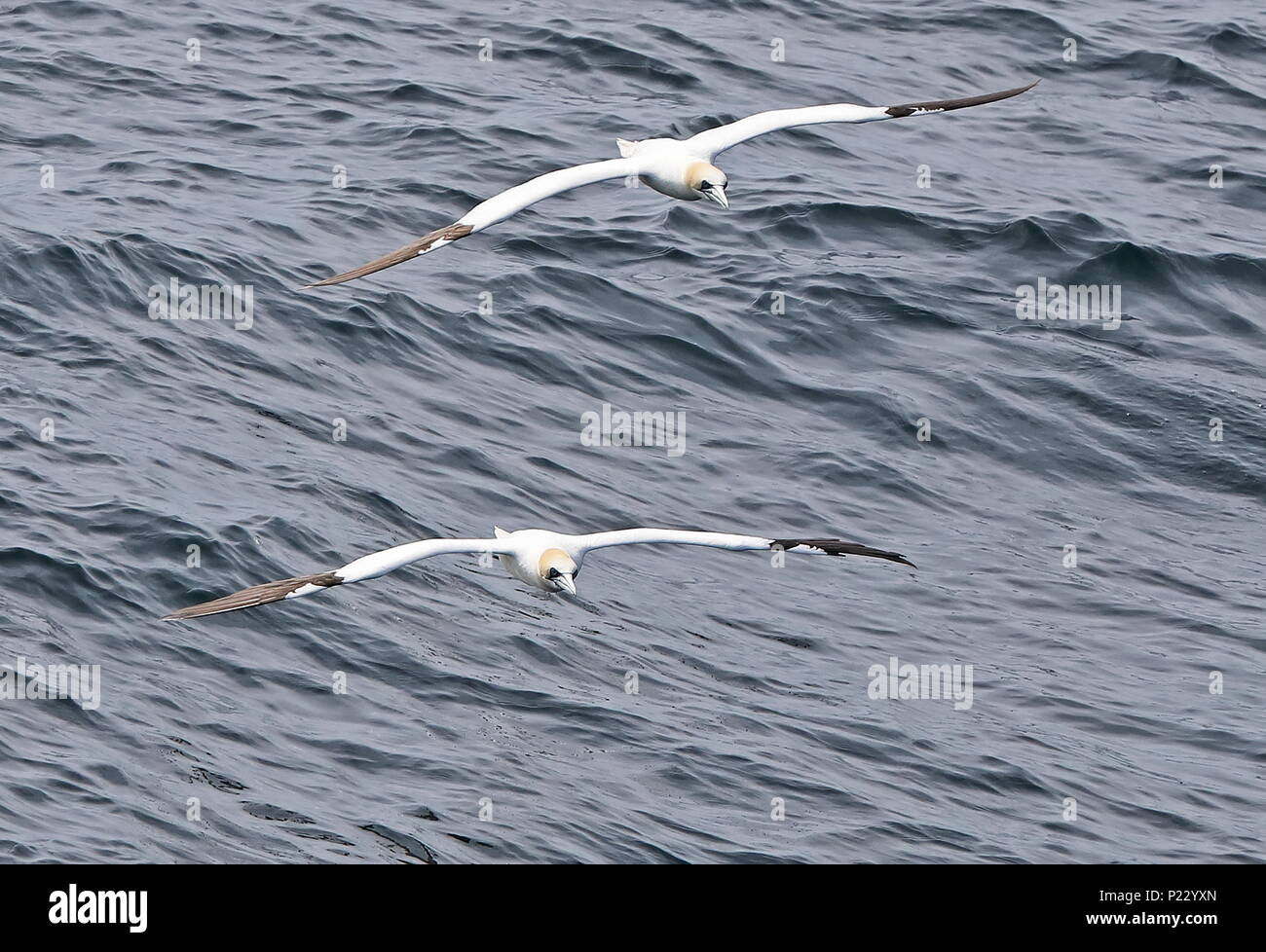 Fou de Bassan (Morus bassanus) deux adultes en vol à la suite des navires en mer au large des côtes de la France peut Banque D'Images