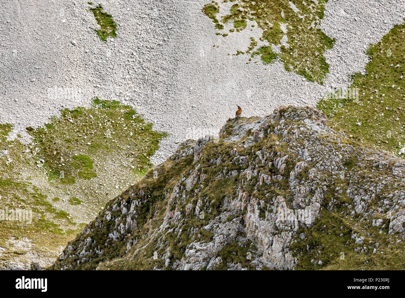 La garde de chamois Majella. Parc national de Maiella, Abruzzes, Italie, Europe Banque D'Images