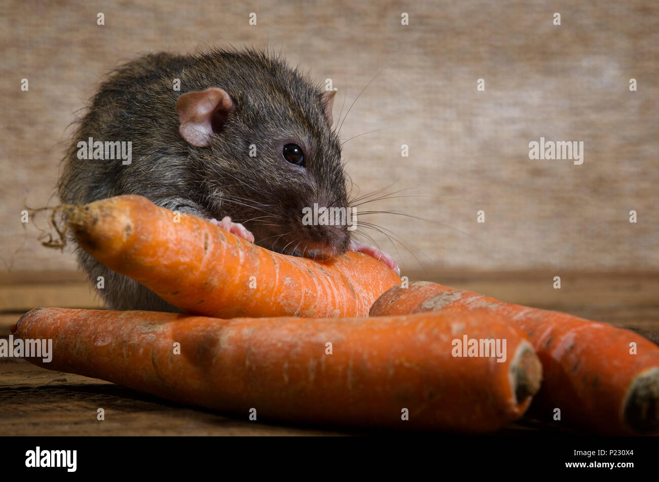 Un rat et une carotte sur une table en bois. Banque D'Images