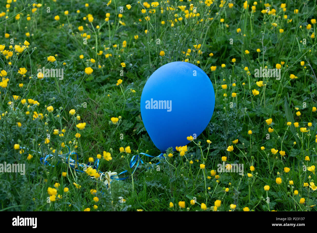 La litière de ballon. Ballons ont atterri dans un champ à l'origine lancement de ballons portée atteinte à l'environnement et nuire à la faune. Banque D'Images