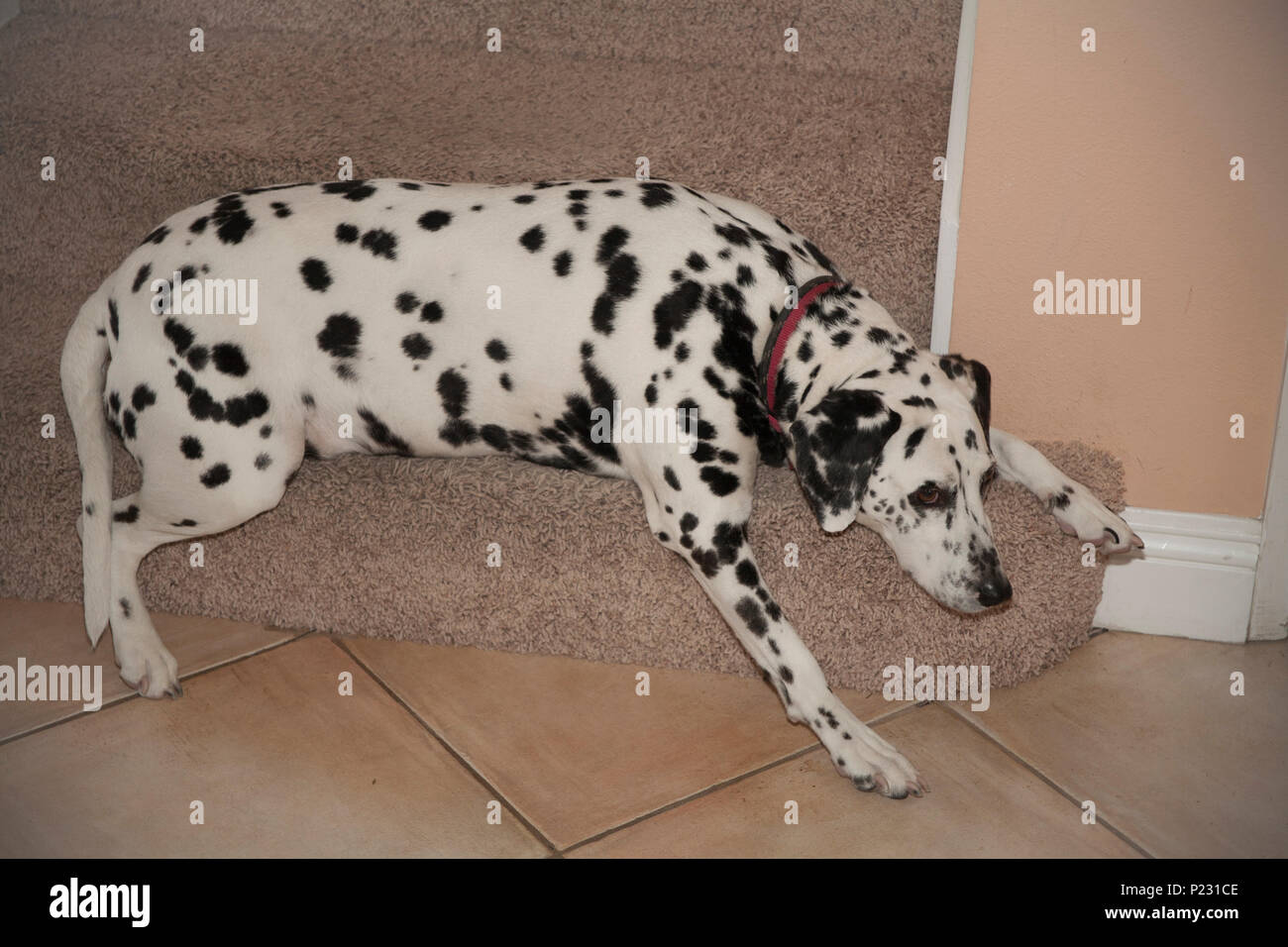 Série de 6 images chien Dalmatien reposant sur l'étape escalier moquette spot préféré animal M. © Myrleen Pearson Banque D'Images