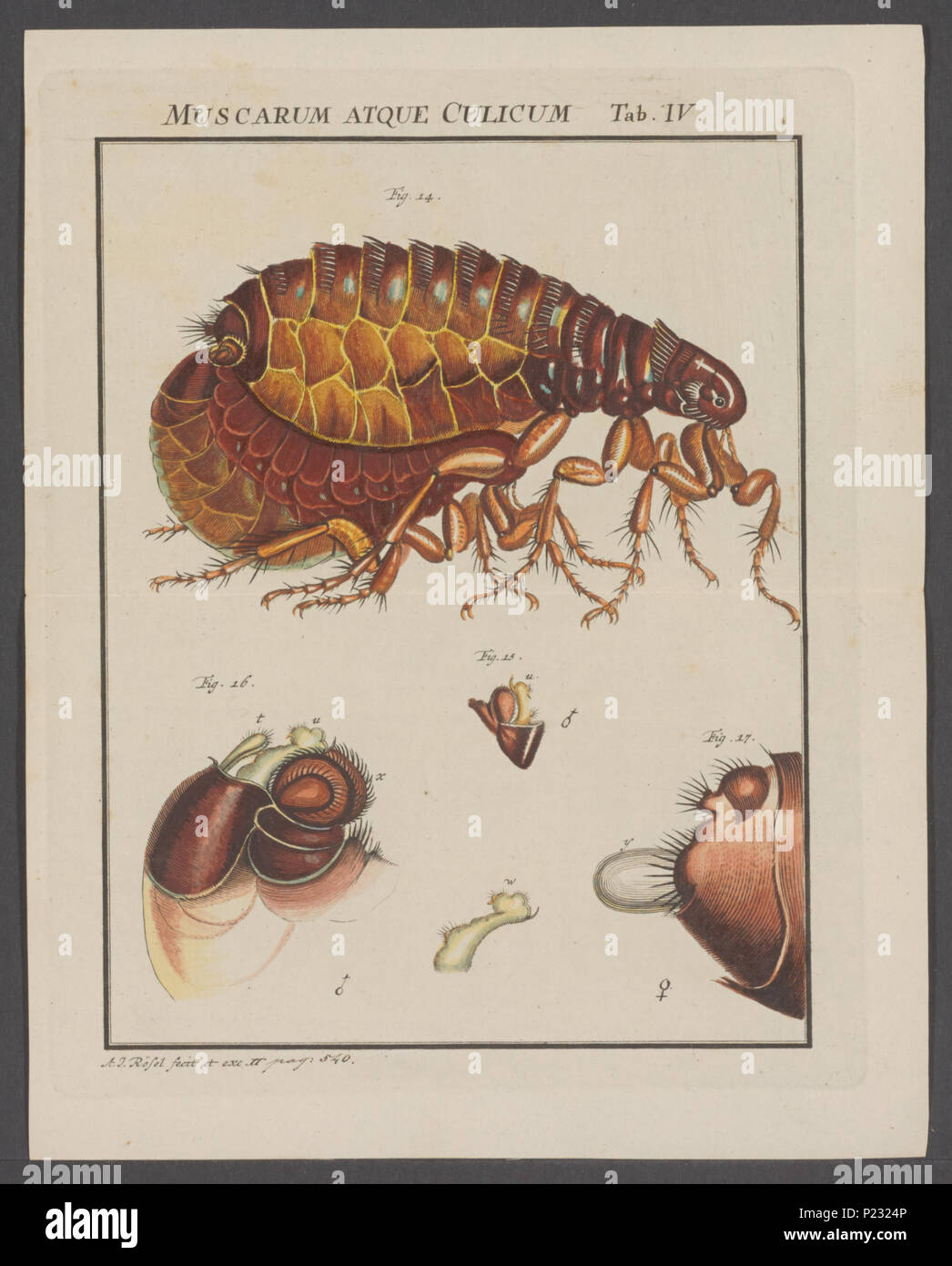 . Pulex 273 Pulex - Imprimer - Zoologica 2e moitié - Collections spéciales de l'Université d'Amsterdam - 03909 UBAINV0274 0002A Banque D'Images