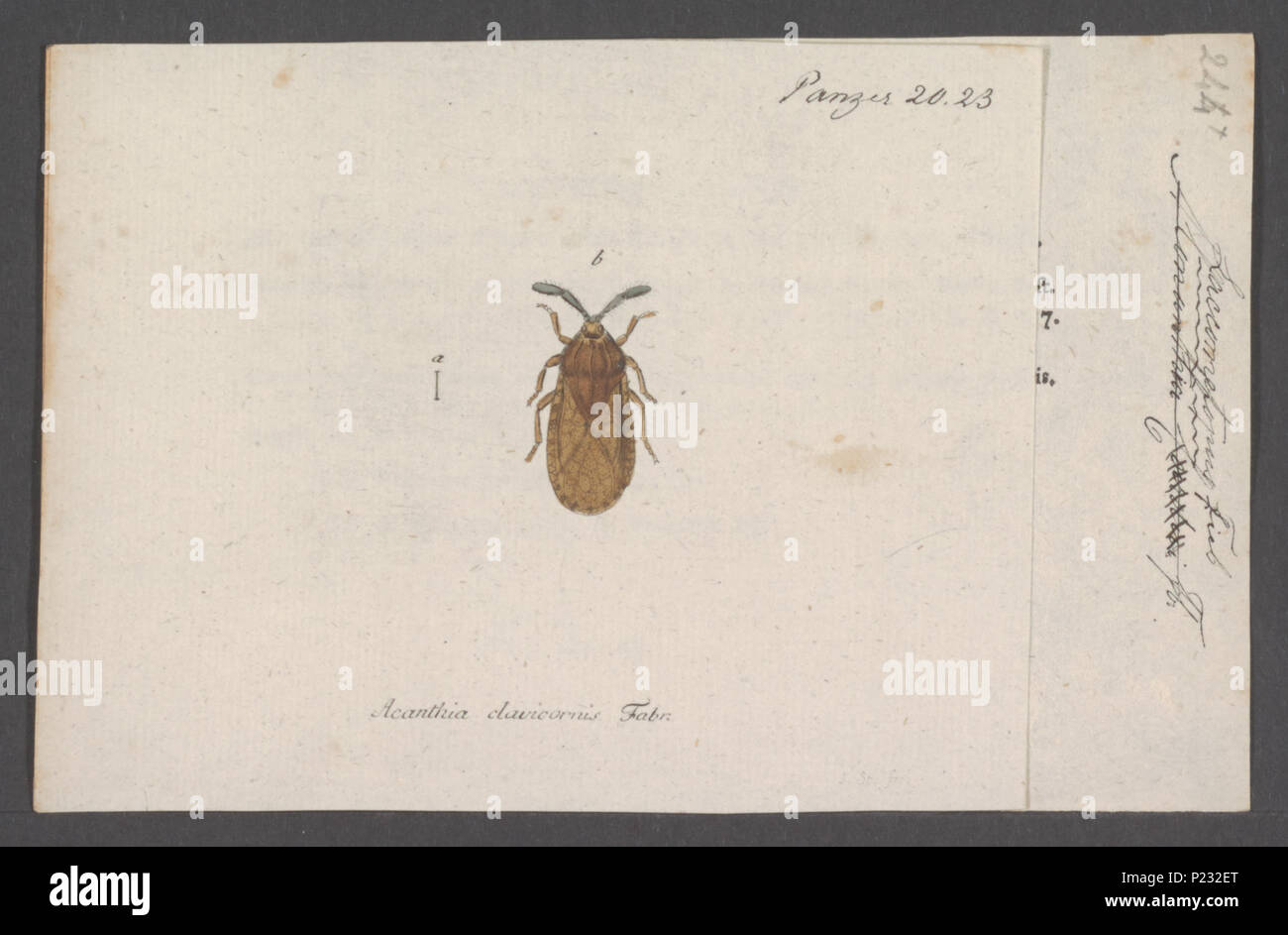 . Tingis 306 Tingis - Imprimer - Zoologica 2e moitié - Collections spéciales de l'Université d'Amsterdam - UBAINV0274 041 02 0006 Banque D'Images