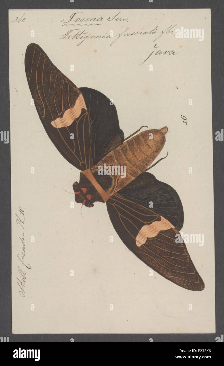 . 306 Tosena Tosena - Imprimer - Zoologica 2e moitié - Collections spéciales de l'Université d'Amsterdam - UBAINV0274 042 01 0004 Banque D'Images