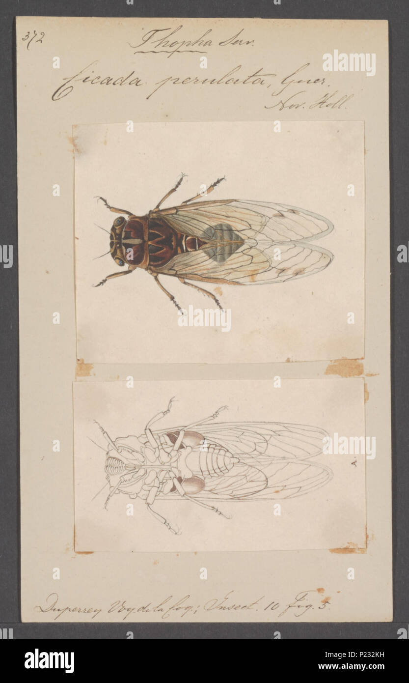 . 305 Thopha Thopha - Imprimer - Zoologica 2e moitié - Collections spéciales de l'Université d'Amsterdam - UBAINV0274 042 01 0018 Banque D'Images