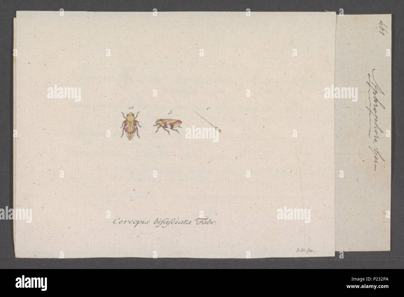 . Aphrophora Aphrophora 20 - Imprimer - Zoologica 2e moitié - Collections spéciales de l'Université d'Amsterdam - UBAINV0274 042 05 0017 Banque D'Images