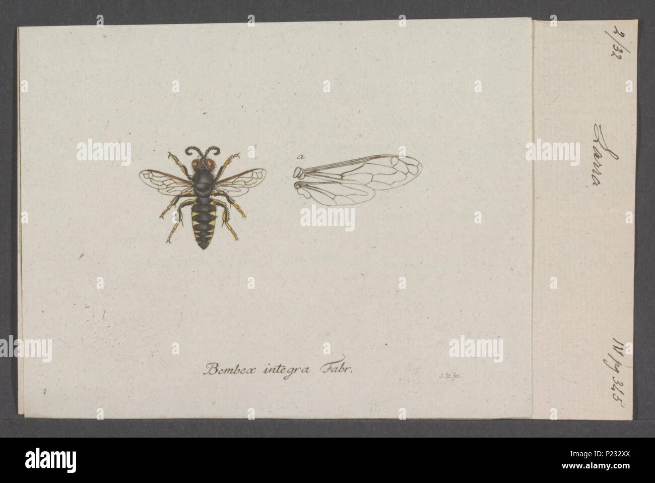 . 172 Larra Larra - Imprimer - Zoologica 2e moitié - Collections spéciales de l'Université d'Amsterdam - UBAINV0274 043 10 0002 Banque D'Images