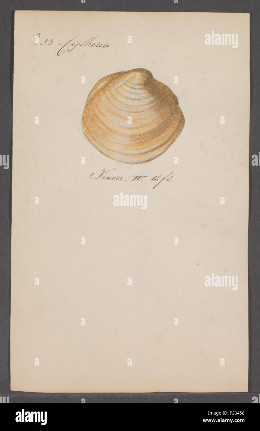 . Cytherea Cytherea spec spec 74. - - - - Imprimer 2e moitié Zoologica Collections spéciales de l'Université d'Amsterdam - UBAINV0274 078 01 0045 Banque D'Images