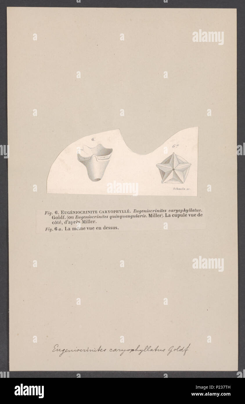 . Eugeniocrinites caryophyllatus Eugeniocrinites caryophyllatus 120 - - - - Imprimer 2e moitié Zoologica Collections spéciales de l'Université d'Amsterdam - UBAINV0274 007 02 0073 Banque D'Images