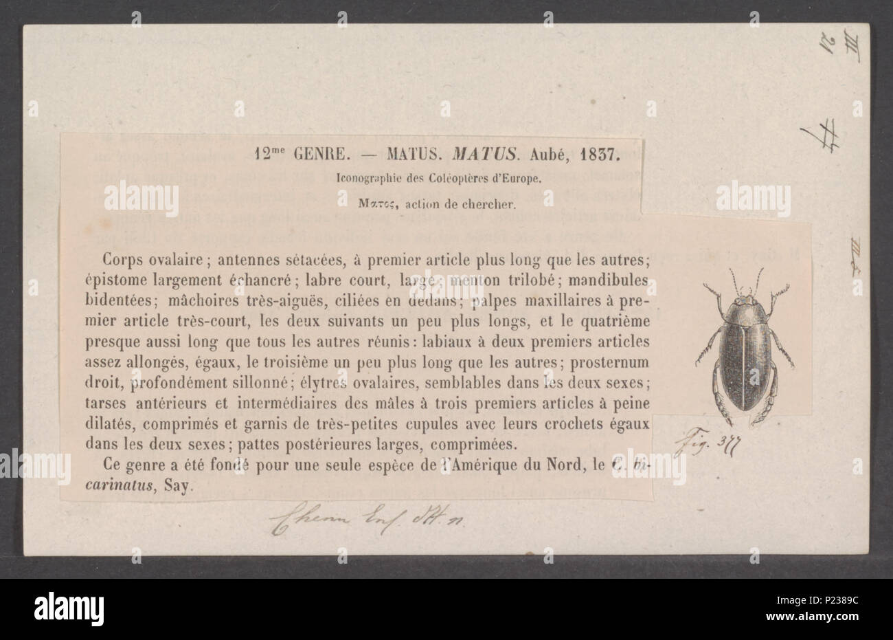 . Matus 191 Matus - Imprimer - Zoologica 2e moitié - Collections spéciales de l'Université d'Amsterdam - UBAINV0274 014 04 0019 Banque D'Images