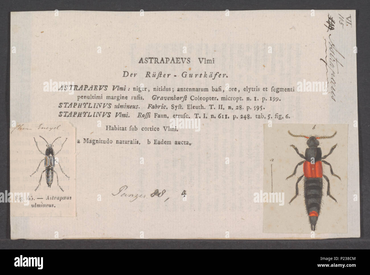 . 24 Astrapaeus Astrapaeus - Imprimer - Zoologica 2e moitié - Collections spéciales de l'Université d'Amsterdam - UBAINV0274 014 14 0030 Banque D'Images