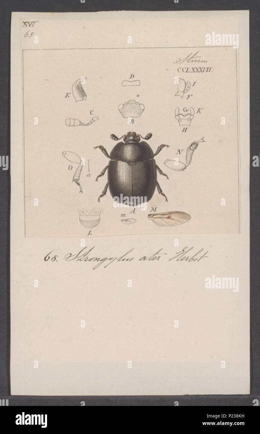 . Strongylus 298 Strongylus - Imprimer - Zoologica 2e moitié - Collections spéciales de l'Université d'Amsterdam - UBAINV0274 017 07 0003 Banque D'Images
