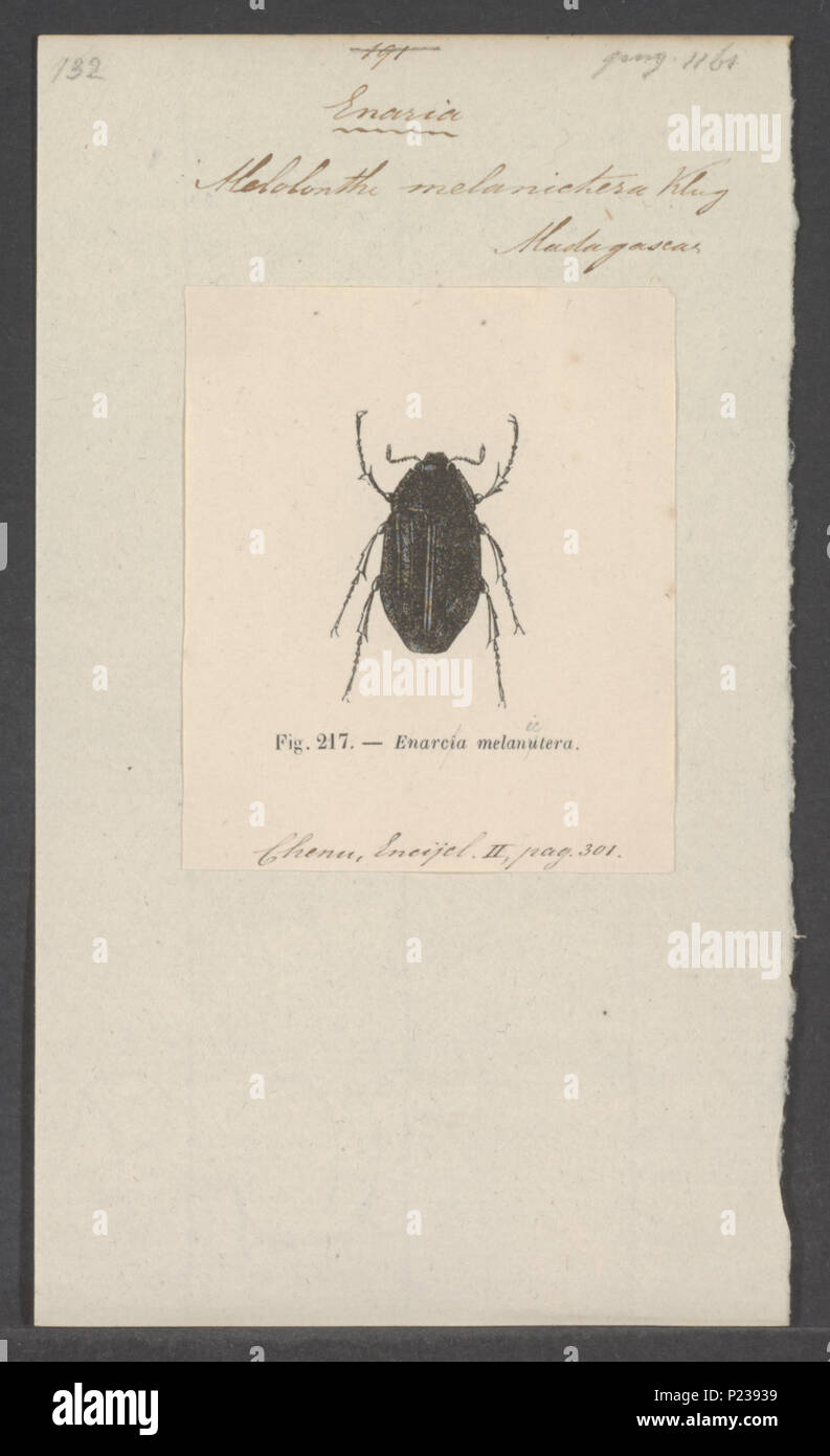 . 117 Enaria Enaria - Imprimer - Zoologica 2e moitié - Collections spéciales de l'Université d'Amsterdam - UBAINV0274 020 07 0013 Banque D'Images