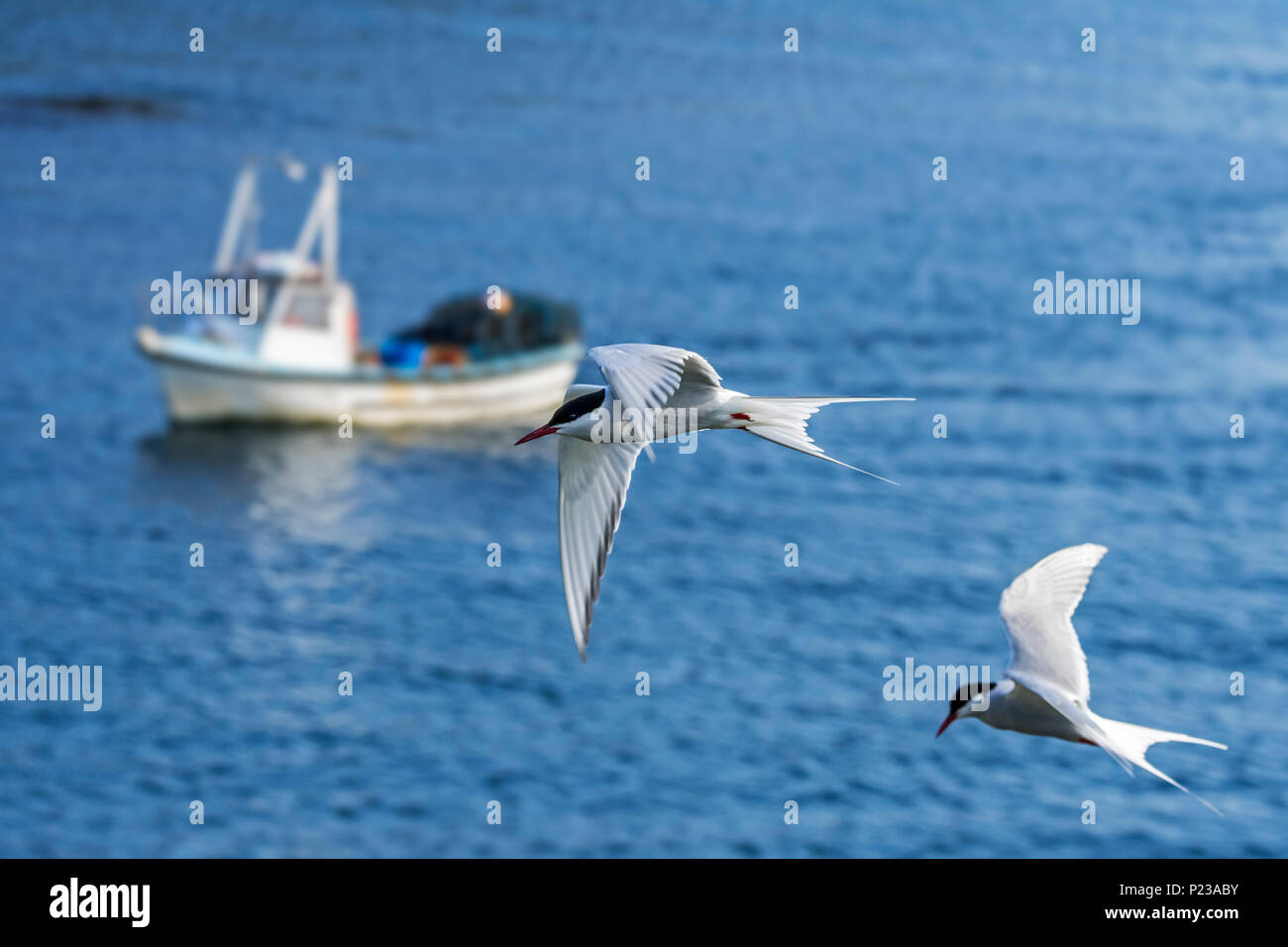 Deux sternes arctiques (Sterna paradisaea) en vol au-dessus de bateau de pêche en mer, îles Shetland, Écosse, Royaume-Uni Banque D'Images