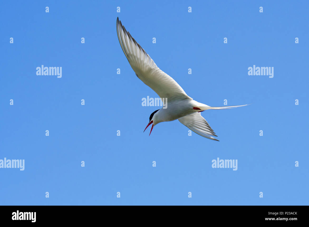 Sterne arctique (Sterna paradisaea) appelant en vol sur fond de ciel bleu Banque D'Images