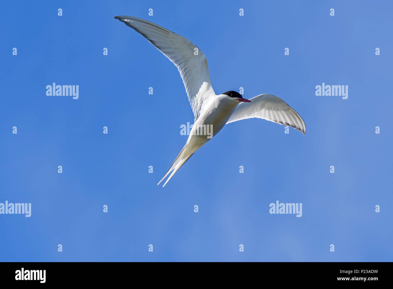 Sterne arctique (Sterna paradisaea) en vol sur fond de ciel bleu, Ecosse, Royaume-Uni Banque D'Images