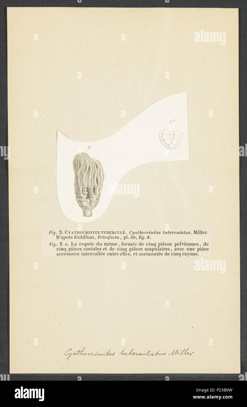 . Cyathocrinites Cyathocrinites tuberculatus tuberculatus 72 - - - - Imprimer 2e moitié Zoologica Collections spéciales de l'Université d'Amsterdam - UBAINV0274 007 02 0066 Banque D'Images
