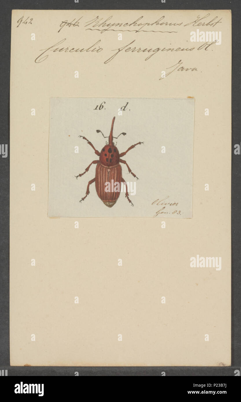 . Rhynchophorus 277 - Imprimer - Rhynchophorus Zoologica 2e moitié - Collections spéciales de l'Université d'Amsterdam - UBAINV0274 030 05 0006 Banque D'Images