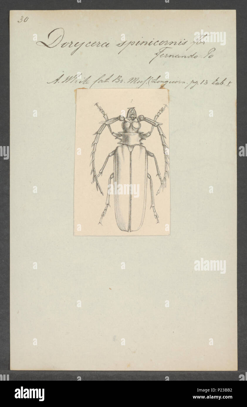 . 84 Dorycera Dorycera - Imprimer - Zoologica 2e moitié - Collections spéciales de l'Université d'Amsterdam - UBAINV0274 032 04 0013 Banque D'Images