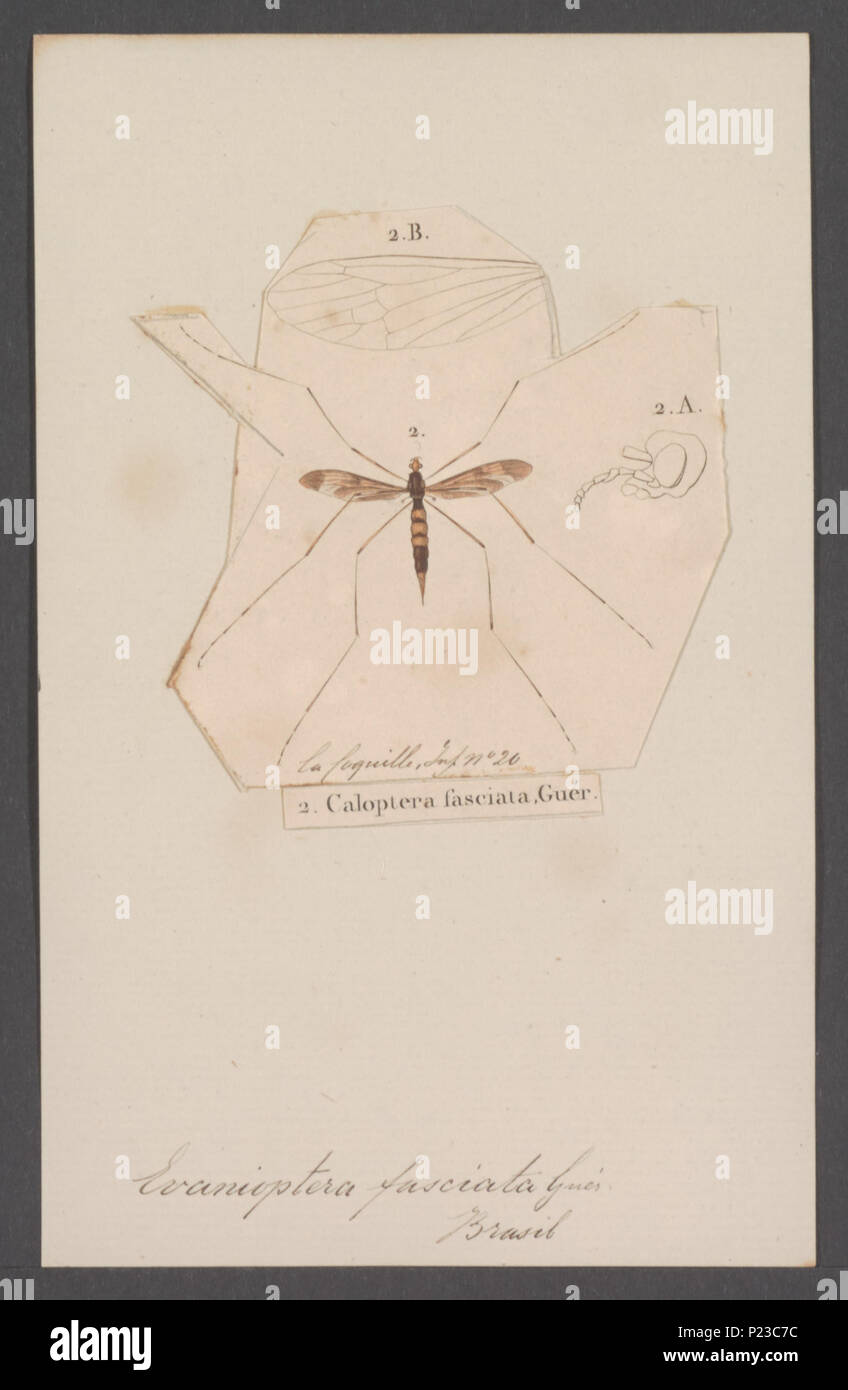 . 47 Caloptera Caloptera - Imprimer - Zoologica 2e moitié - Collections spéciales de l'Université d'Amsterdam - UBAINV0274 038 03 0042 Banque D'Images